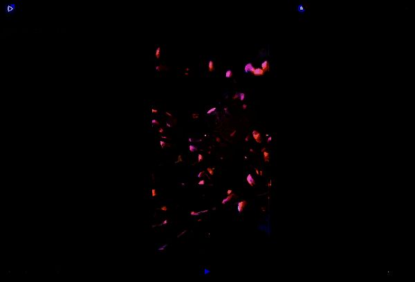 导出后视频效果展示界面