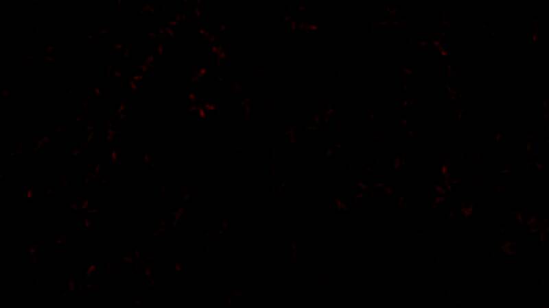 《刺客信条：影》PS5标准版精美画面5