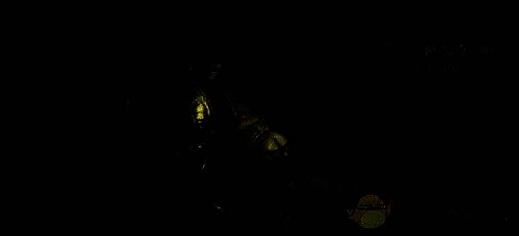 龙息神寂毒系英雄相关图片2