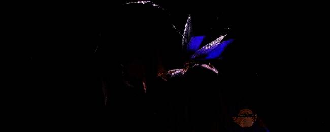 白荆回廊余音升花相关图片