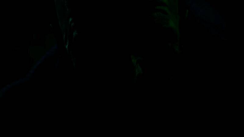 《吸血鬼:避世血族2》相关图片1