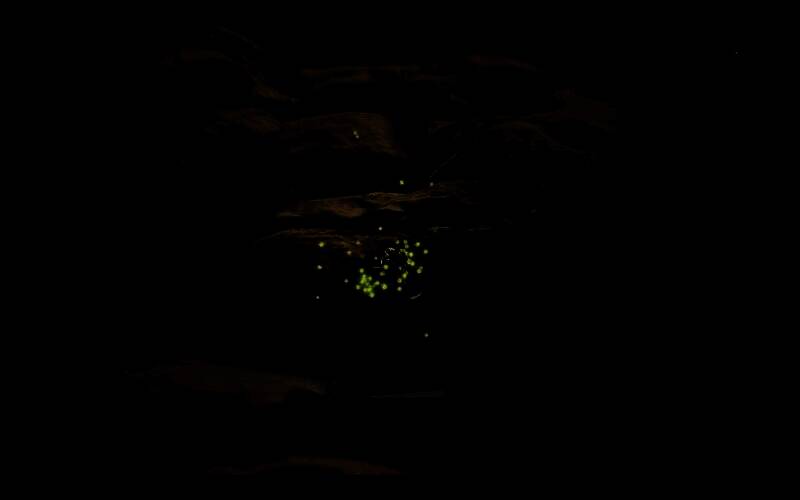 《怪物猎人：荒野》光虫所在路边画面