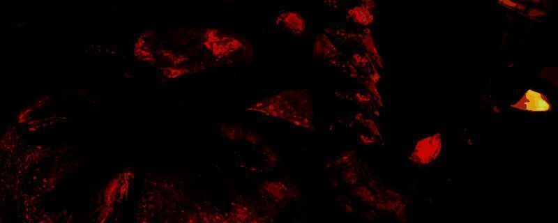 怪物猎人荒野游戏画面