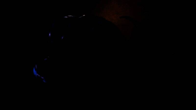 《怪物猎人：荒野》相关图片1