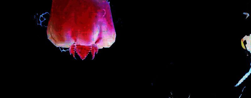 雷海区域水母平台图2