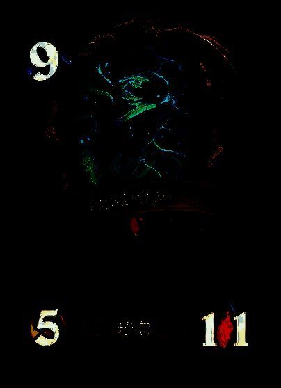 欧恩哈拉卡牌图