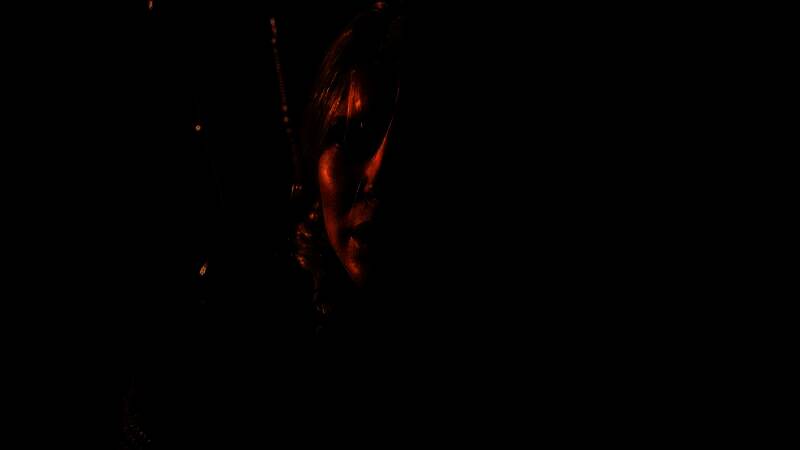 《巫师4》相关画面