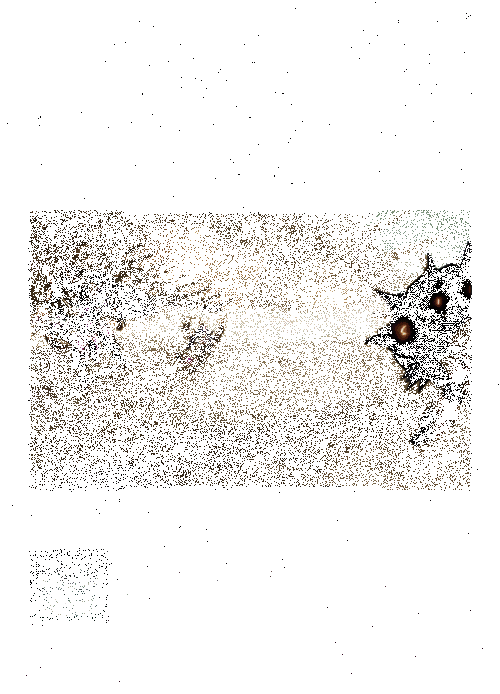 神圣壁垒技能释放动图