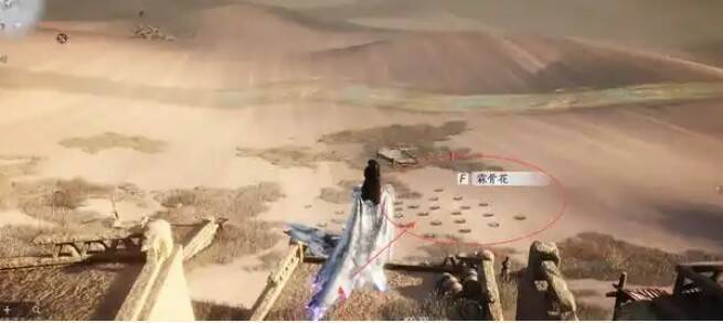 枯树后方大片霖骨花画面