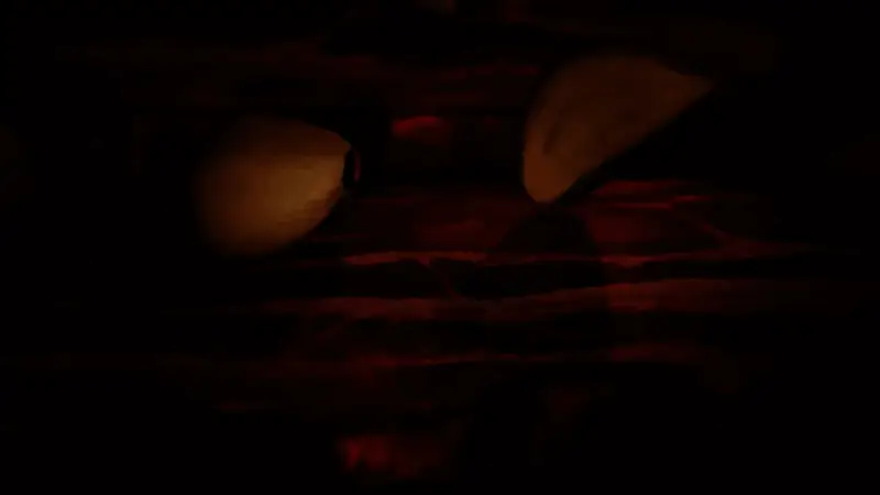 《怪物猎人：荒野》相关游戏画面