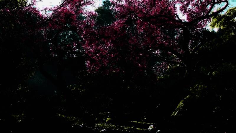 《刺客信条：影》游戏美景截图6