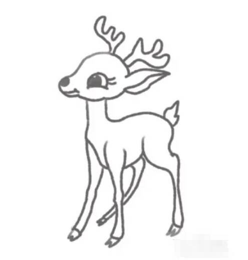 绘制梅花鹿轮廓过程图