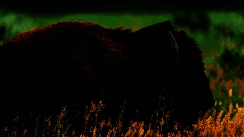 方舟:生存飞升新生物野牛图片3