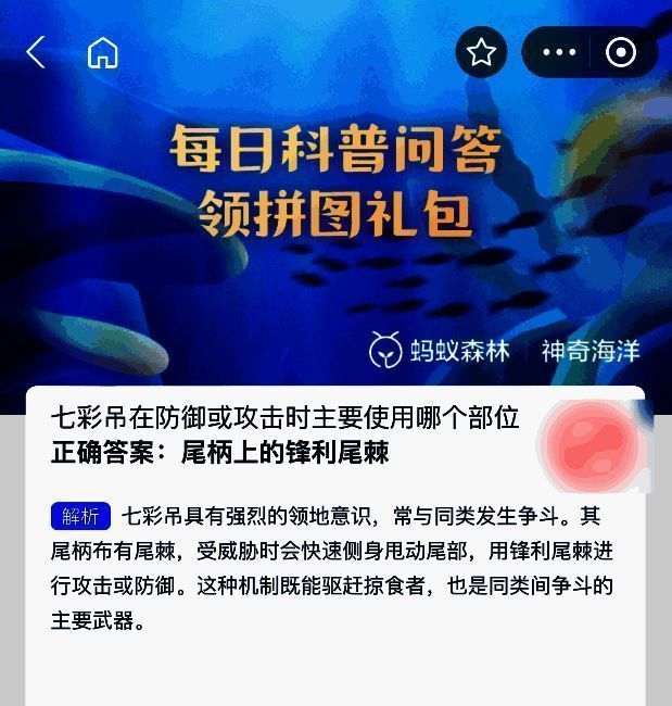 七彩吊展示图，突出尾部结构，清晰标注尾棘位置