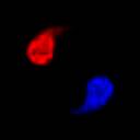 冰与火之舞mac版 v2.6.3Mac版