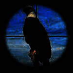 鸟类猎人狙击手 手机版 V1.0