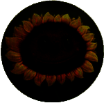 植物大战僵尸写实版 汉化版 V1.1.5