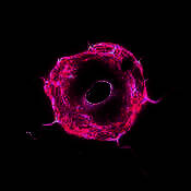 肿瘤医生 中文版 V1.6.4