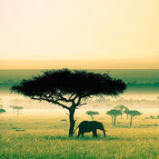 大自然音乐 V1.2